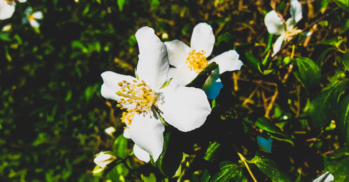 Close-up of white flowering plant