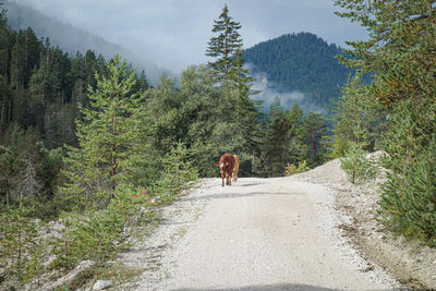 Rear view of man walking on road