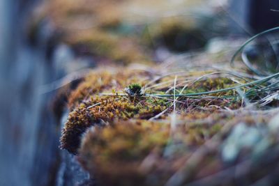 Close-up of dried plant on moss