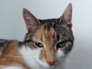 Close-up portrait of a cat