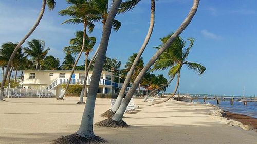 Palm trees on beach against blue sky