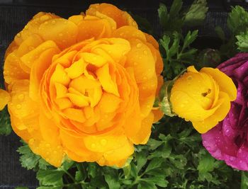 Close-up of yellow rose