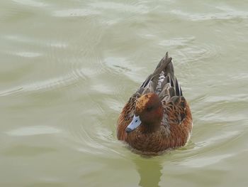 Duck swimming in lake