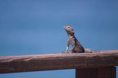 Low angle view of lizard on wood against blue sky