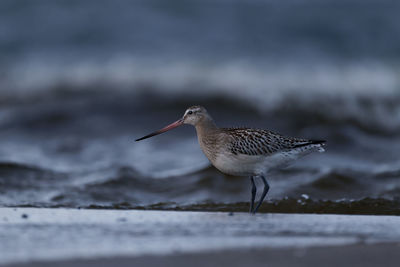 Bar-tailed godwit foraging on the baltic sea coast