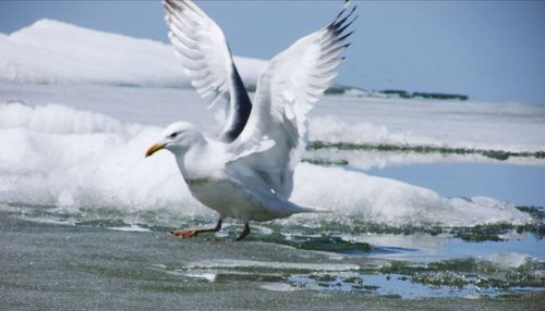 bird