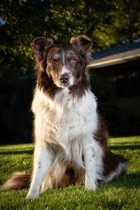 Portrait of dog sitting on field