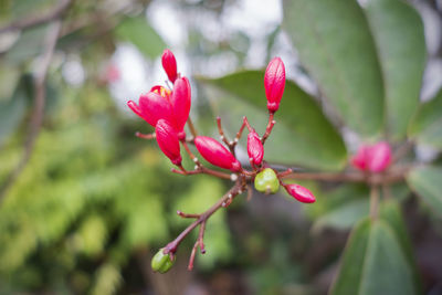 Close-up of pink flowering plant