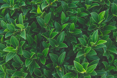 Full frame shot of plants growing on field