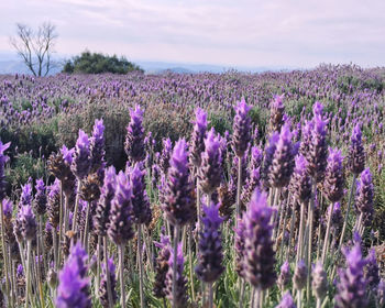 Purple flowering plants on field against sky