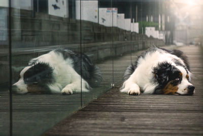 Dog resting on footpath