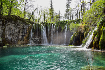 Scenic view of waterfall in forest