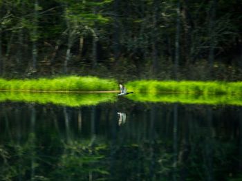 Scenic view of lake in forest