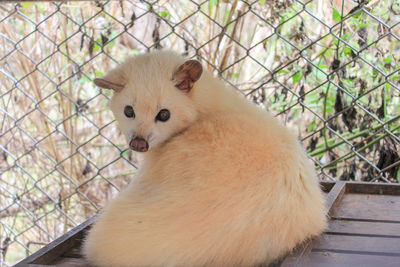 Portrait of a cat looking away