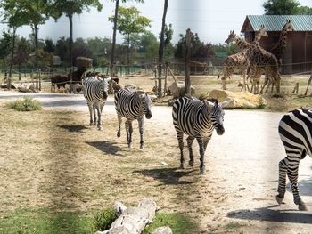 Zebras standing on tree