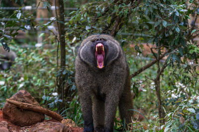 Monkey on tree in forest