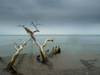 Dead plant in sea against sky