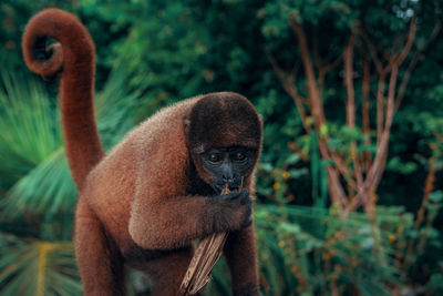 Close-up portrait of a monkey