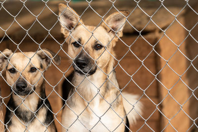 Portrait of dog seen through fence