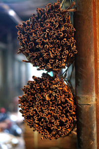 Bundles of cinnamons hanging on metallic pole at market