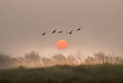 Birds flying in sky during sunset