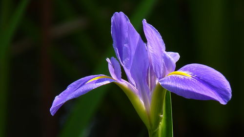 Close-up of purple iris flower