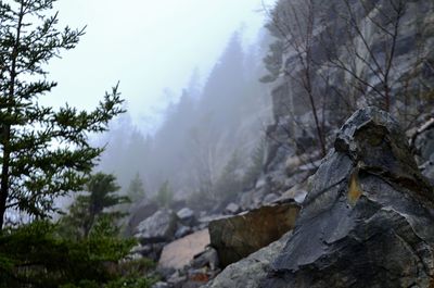 Scenic view of forest in foggy weather