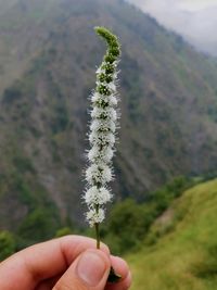 Close-up of hand holding plant