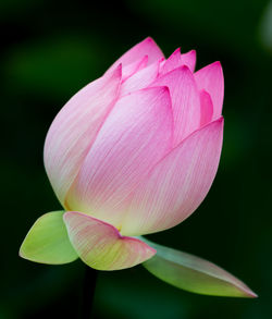 Close-up of pink flower