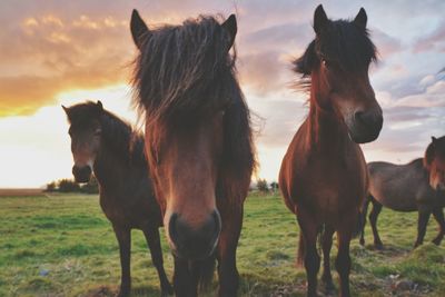 Horses standing on field against sky during sunset