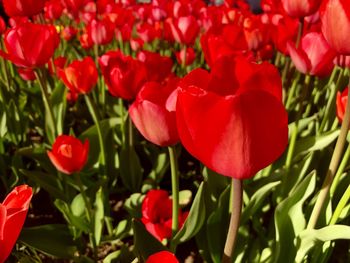 Close-up of red tulip flowers on field