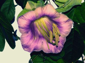 Close-up of purple flowering plant