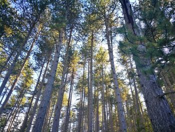 Low angle view of bamboo trees in forest