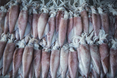 Close-up of squids for sale in market