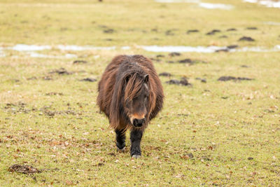 Lion in a field