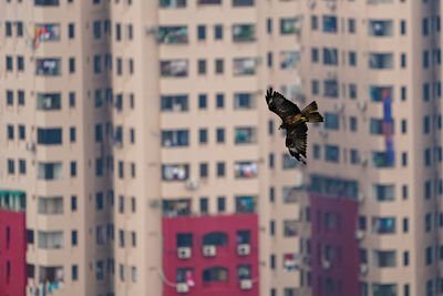 Bird flying in a building