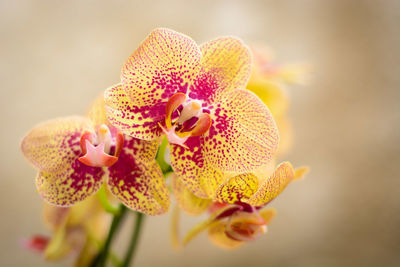 Close-up of orchids growing outdoors