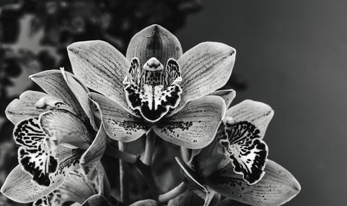 Close-up of flowers blooming outdoors
