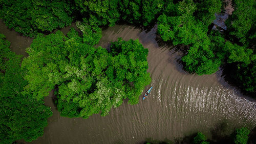 High angle view of river amidst trees in forest