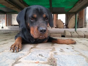 Portrait of dog sitting outdoors