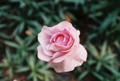 Close-up of pink rose