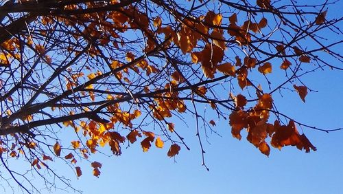 Low angle view of tree against sky during autumn