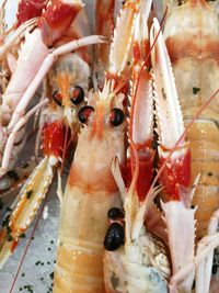 Close-up of seafood for sale