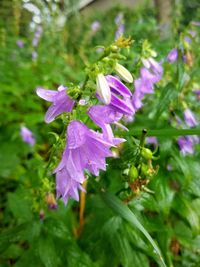 Close-up of purple flowers