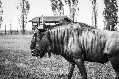 Horse standing in a field