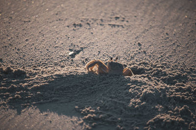 Dog lying on sand