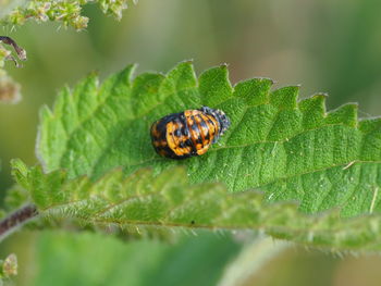 Close-up of insect on leaf