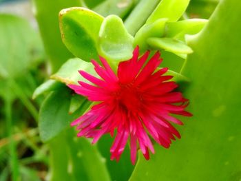 Close-up of red flower blooming outdoors