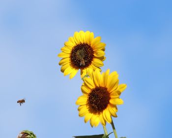 Low angle view of sunflower against sky