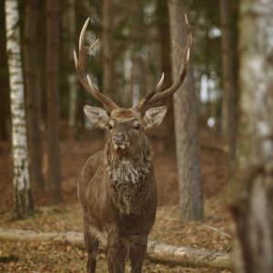 Portrait of deer standing in forest